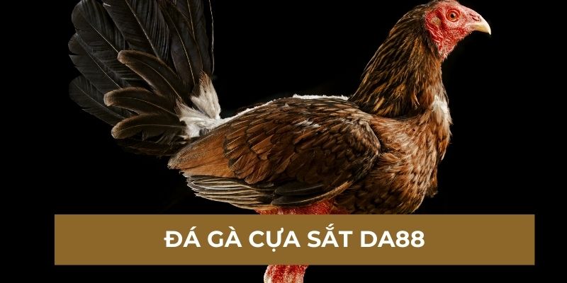 Đá gà cựa sắt